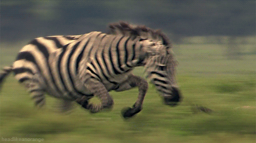 क्या आप दुनिया में सबसे तेज़ जानवरों की पहचान कर सकते हैं?